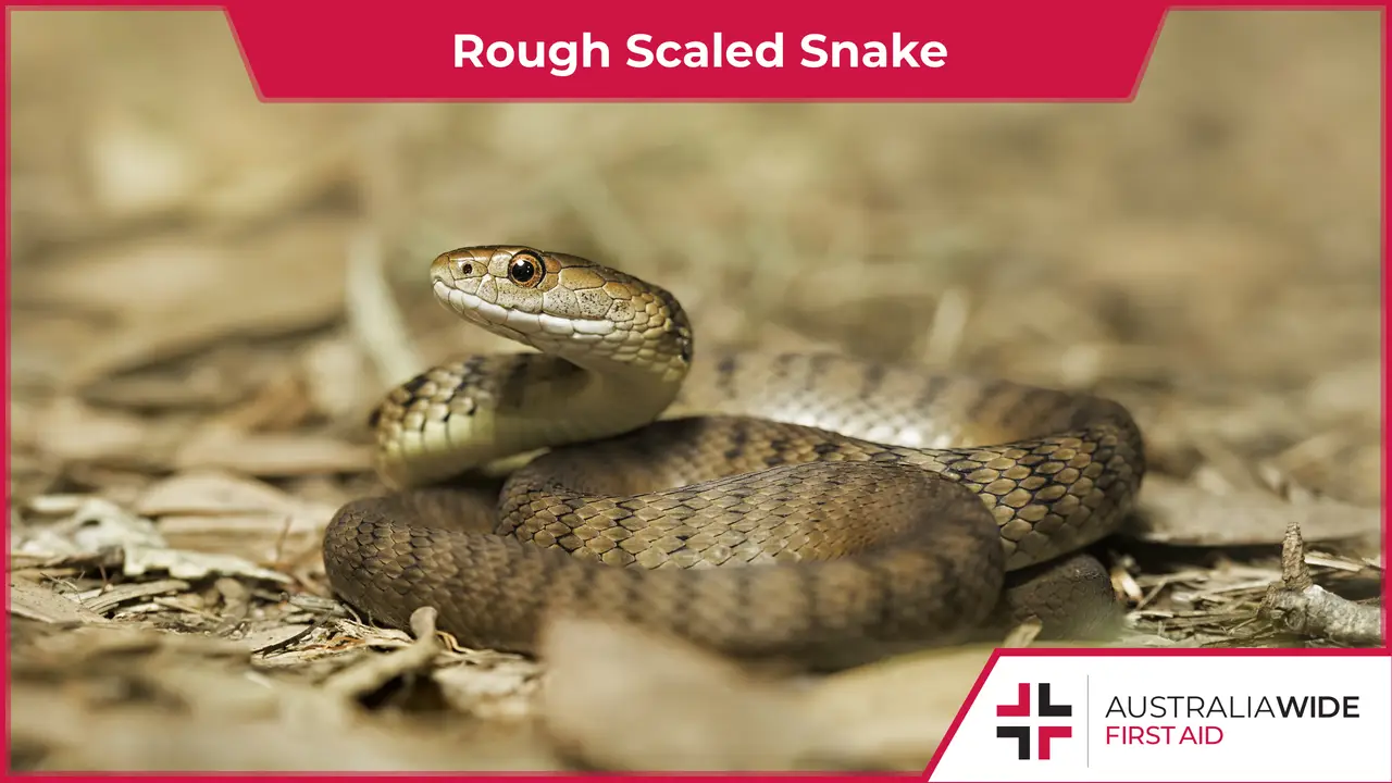 Rough Scaled Snake